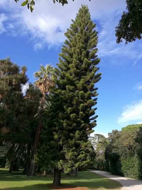 Araucaria columnaris